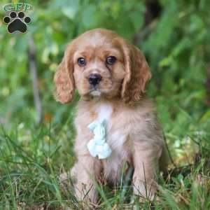 George, Cocker Spaniel Puppy